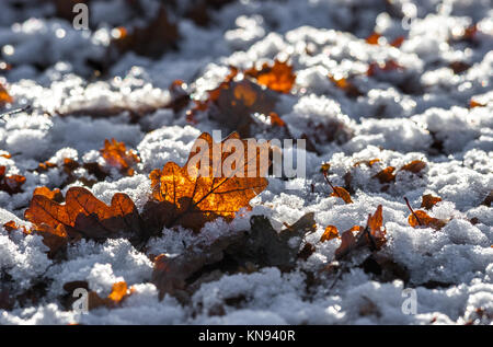 Herbst farbige Eichenlaub in auftauen Schnee liegen. Stockfoto