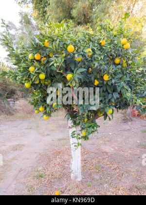 Griechische Orangen wachsen auf einem Baum. Stockfoto