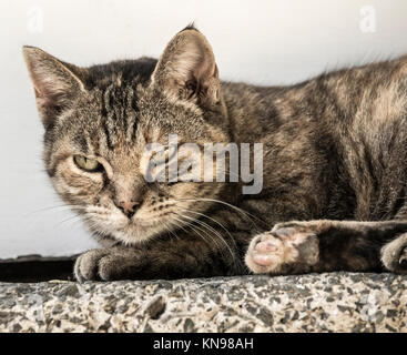 Tabby Katze auf Schritt ausserhalb des Hauses Stockfoto