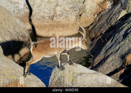 Spanische Männer Steinböcke in der Sierra de Gredos Spanien Stockfoto
