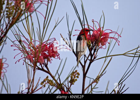 Scarlet honeyeater Männchen fressen in blühender Strauch in Queensland, Australien Stockfoto
