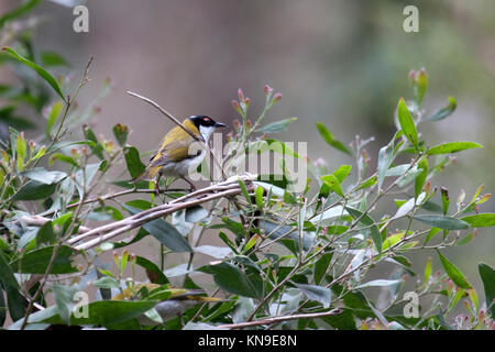 Weiß naped honeyeater thront auf Laub im Regenwald in Great Otway NP Victoria Australien Stockfoto