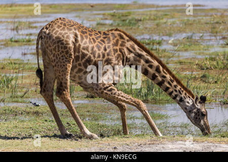 Giraffe Trinkwasser, Profil, Porträt, extrem trockenen Tag, Oktober 2017, Amboseli National Park, Kenia, Afrika Stockfoto