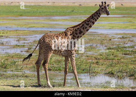 Gelbe giraffe Profil Portrait, extrem trockenen Tag, Oktober 2017, Amboseli National Park, Kenia, Afrika Stockfoto