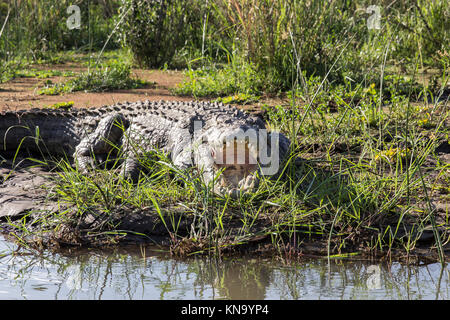 Ein riesiges Krokodil mit der offenen moutrh auf der Bank von chamo See Stockfoto