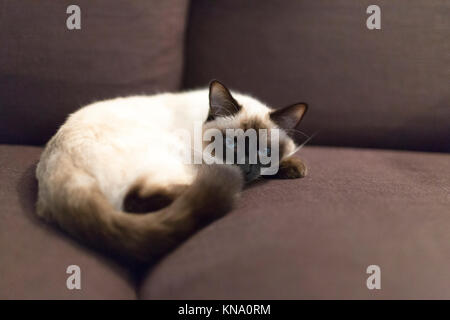 Eine Katze, eine Kreuzung zwischen Burma und eine persische, liegt auf einem braunen Sofa Stockfoto