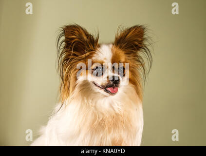 Papillon auch genannt das Continental Toy Spaniel Stockfoto