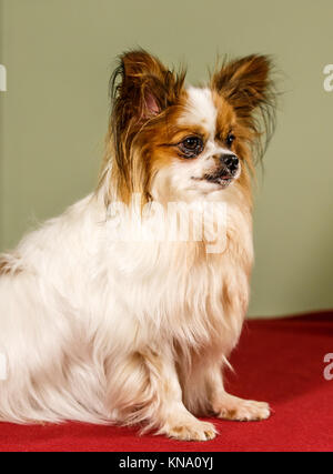 Papillon auch genannt das Continental Toy Spaniel Stockfoto