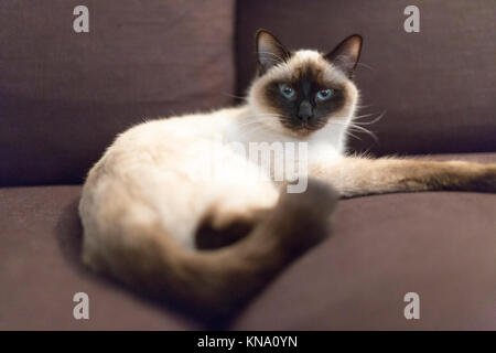 Eine Katze, eine Kreuzung zwischen Burma und eine persische, liegt auf einem braunen Sofa Stockfoto