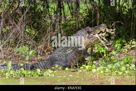 Alligator am Brazos Bend State Park, Texas, Vereinigte Staaten von