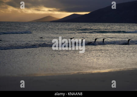 Gruppe der Königspinguine (Aptenodytes patagonicus) wiederkehrende als Morgendämmerung bricht über dem Strand am Hals auf Saunders Island im Falkland Insel zu Land Stockfoto