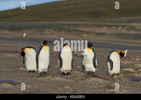 Gruppe der Königspinguine (Aptenodytes patagonicus) am Hals auf Saunders Island im Falkland Inseln. Stockfoto