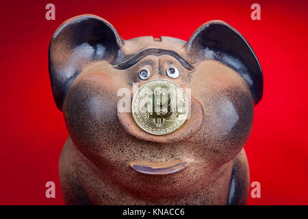 Keramik Schwein Sparschwein mit Gold Münze bitcoin statt Schwein Ferkel, roten Hintergrund. Stockfoto