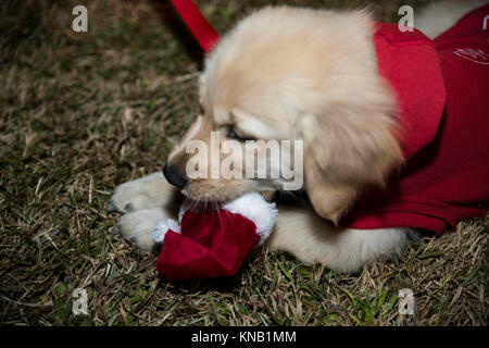 Ein Welpe kaut auf seinem Hut während eines Urlaubs baum Beleuchtung in der Marine Corps Air Station Iwakuni, Japan, Dez. 2, 2017. Der Baum Beleuchtung brachten japanische Einheimische und Amerikaner zusammen für einen Urlaub von der Feier. Mehrere Organisationen, die Stände Geld für ihre Sache zu heben und Live Musik gespielt, während die Marine Corps Community Services Iwakuni kostenlose Kekse und heiße Getränke für die Teilnehmer zur Verfügung gestellt. (U.S. Marine Corps Stockfoto