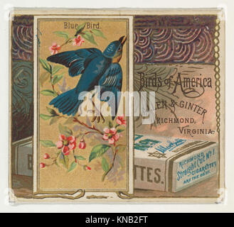 Bluebird, von den Vögeln von Amerika Serie (N37) bei Allen&Ginter Zigaretten MET DP 838963 421603 Stockfoto