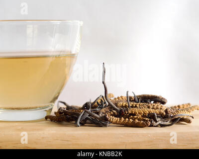 Wählen Sie Fokus der Pilz Cordyceps (CHONG CAO) diese Kräuter. Mit einem Glas Wasser, Wasser aus dem Ophiocordyceps sinensis Hinzufügen extrahieren. Arzneimittel Prop Stockfoto