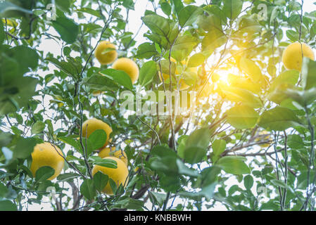 Frische Orangen wachsen auf Bäumen in der Stadt von China. Stockfoto