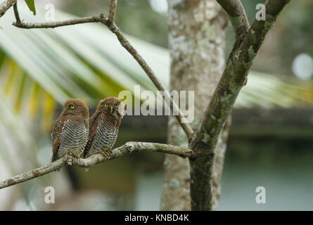 Schöne Owlet Familie Vogel auf einem Baum in natürlichen Lebensraum entdeckt Stockfoto