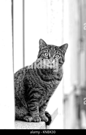 Lustige streunende Katze sitzt auf der Fensterbank und Blick in die Kamera Schwarz-Weiß-Porträt Stockfoto