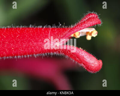 Galvezia Juncea (Baja Bush snapdragon) Blüte close-up, Seitenansicht Stockfoto