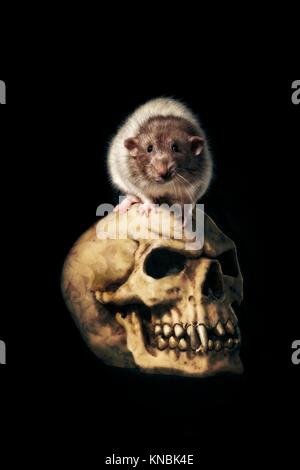 Creepy Ratte sitzen auf einem horror Schädel isoliert auf Schwarz Stockfoto