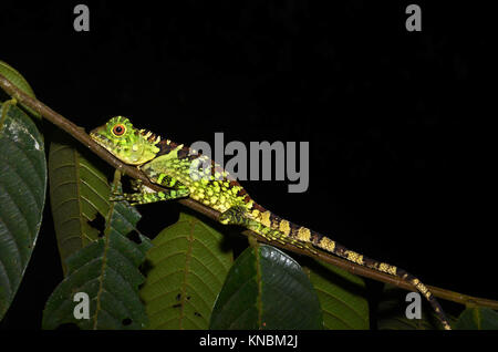 Borneo anglehead Lizard (Gonocephalus bornensis) schlafend auf einem Zweig, kubah Nationalpark, Sarawak, Borneo, Malaysia Stockfoto