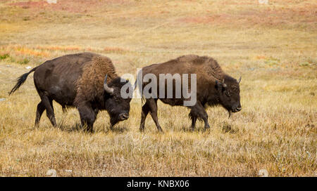 Ein Mann und eine Frau American Buffalo (Bison bison) zu Fuß über die South Dakota Prairie im Herbst Stockfoto