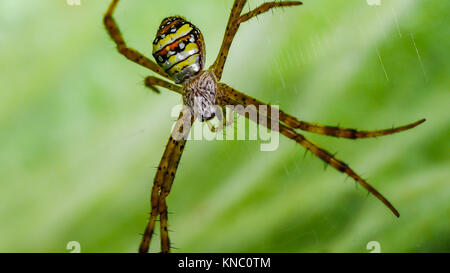 Braune Spinne, die Unterseite ist Gelb, Orange, Schwarz und Weiß auf das Spinnennetz. Stockfoto