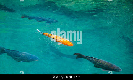 Bunte orange blacd und weißen karpfen fisch im klaren Wasser Teich Stockfoto