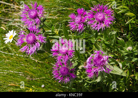 Kornblumen (Centaurea jacea) auf weißem Hintergrund Stockfoto