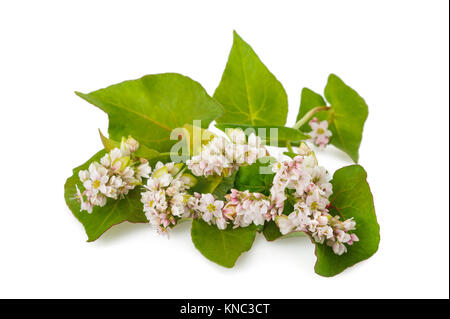 Buchweizen-Blumen isoliert auf weißem Hintergrund Stockfoto