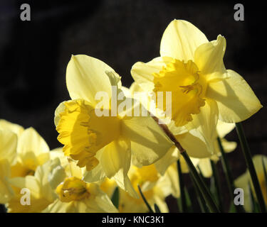 Schöne gelbe Narzissen (Narcissus 'König Alfred") mit Hintergrundbeleuchtung, die durch die frühe Morgensonne. Stockfoto