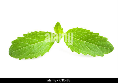Stevia-Blätter, isoliert auf weiss Stockfoto