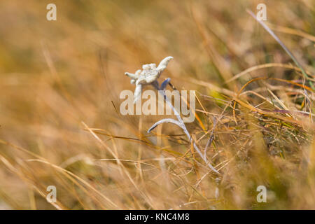 Blühende natur blumen Edelweiss (Leontopodium alpinum) in East Meadow Stockfoto