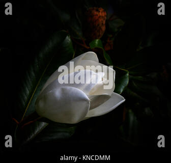 White magnolia flower gegen einen dunklen Grün Blatt Hintergrund und roter Saatgut pod Stockfoto