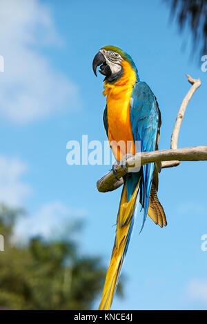 Der Blau-und-Gelb-Ara (Ara ararauna), auch bekannt als der Blau-und-Gold-Ara, thront auf einem Ast. Bali Bird Park, Batubulan, Bali, Indonesien. Stockfoto