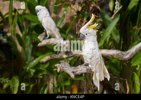 Die Sulfur-Crested Kakadus (Cacatua galerita). Bali Bird Park, Batubulan, Gianyar Regency, Bali, Indonesien. Stockfoto