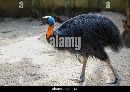 Die Northern cassowary (Casuarius unappendiculatus). Bali Bird Park, Batubulan, Gianyar Regency, Bali, Indonesien. Stockfoto