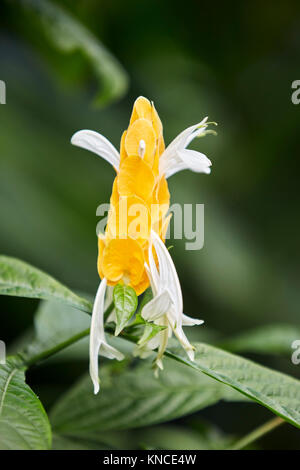 Goldene Kerze, oder Golden Garnelen Blume. Wissenschaftlicher Name: Pachystachys lutea. Bali, Indonesien. Stockfoto