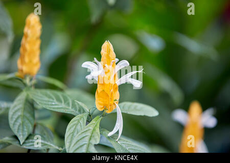 Goldene Kerze, oder Golden Garnelen Blume. Wissenschaftlicher Name: Pachystachys lutea. Bali, Indonesien. Stockfoto