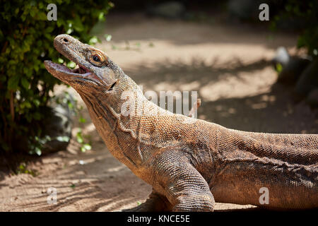 Der Komodo Drachen, oder Komodo Monitor (Varanus komodoensis). Bali Bird Park, Batubulan, Gianyar Regency, Bali, Indonesien. Stockfoto