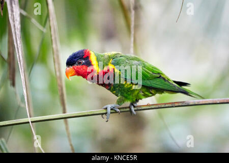 Rainbow Lorikeet (trichoglossus Moluccanus). Bali Bird Park, Batubulan, Gianyar Regency, Bali, Indonesien. Stockfoto