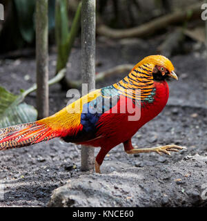 Erwachsene Männchen des Goldenen Fasan, oder Chinesischer Fasan (Chrysolophus pictus). Bali Bird Park, Batubulan, Gianyar Regency, Bali, Indonesien. Stockfoto