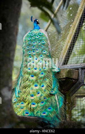 Schwanz Gefieder der erwachsenen männlichen Indischen Pfauen, oder Blauer Pfau (Pavo cristatus). Bali Bird Park, Batubulan, Gianyar Regency, Bali, Indonesien. Stockfoto