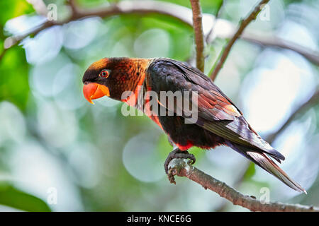 Dusky Lory (Pseudeos fuscata). Bali Bird Park, Batubulan, Gianyar Regency, Bali, Indonesien. Stockfoto