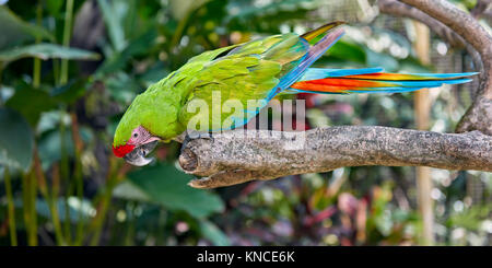 Großen grünen Ara, oder Buffon Macaw, oder großen militärischen Aras (Ara ambiguus). Bali Bird Park, Batubulan, Gianyar, Bali, Indonesien. Stockfoto