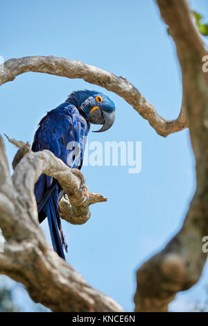 Hyazinthara oder Hyacinthine Macaw (Anodorhynchus hyacinthinus). Bali Bird Park, Batubulan, Gianyar Regency, Bali, Indonesien. Stockfoto