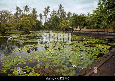 Seerosen in der Lotus Lagune wächst. Candidasa Dorf, Kleinstadt, Manggis Karangasem Regency, Bali, Indonesien. Stockfoto