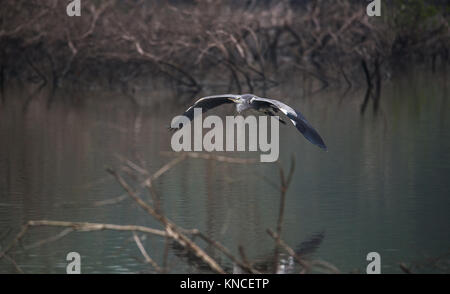 Graureiher Vogel im Flug über den Fluss Stockfoto