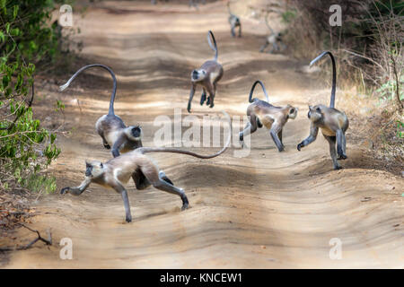 Gruppe von Grauen langurs oder Hanuman langurs laufen springen aufgrund der Alarmruf des Tiger um, in Ranthambore. (Jugendsportlern Entellus) Stockfoto